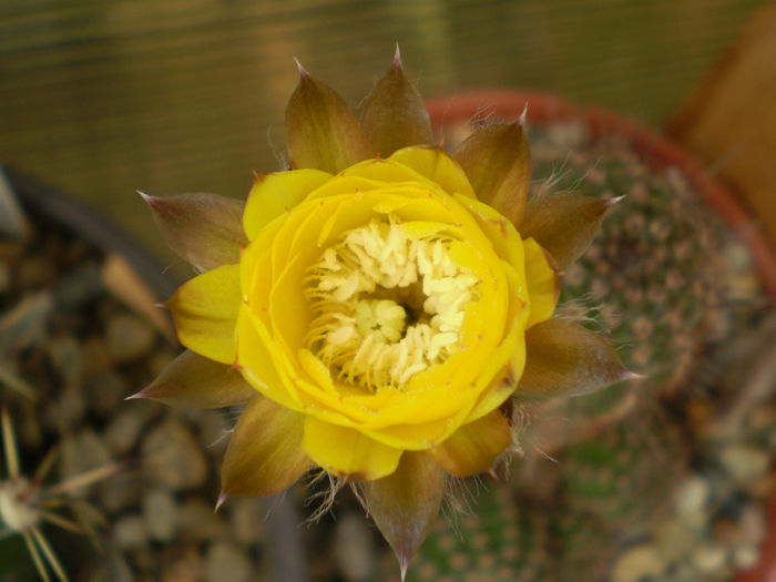 LOBIVIA AUREA SP. - Lobivia 2013