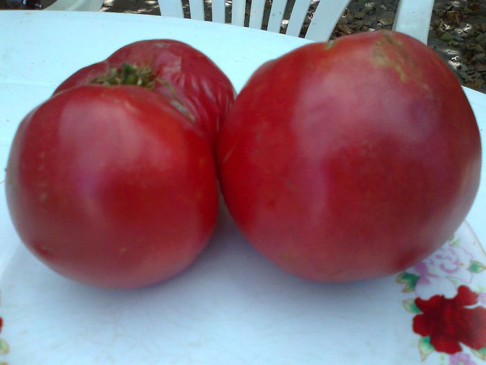 GIANT OXHEART; GIANT OXHEART
