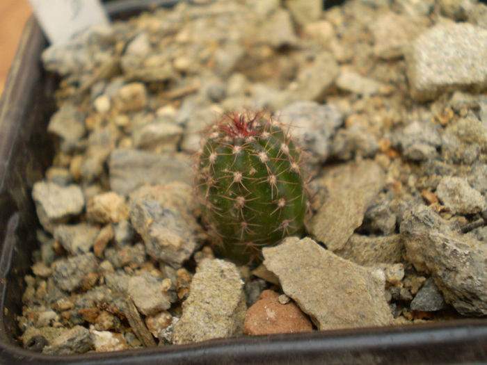 LOBIVIA ARACANTHA FL CARMIN - Lobivia 2013