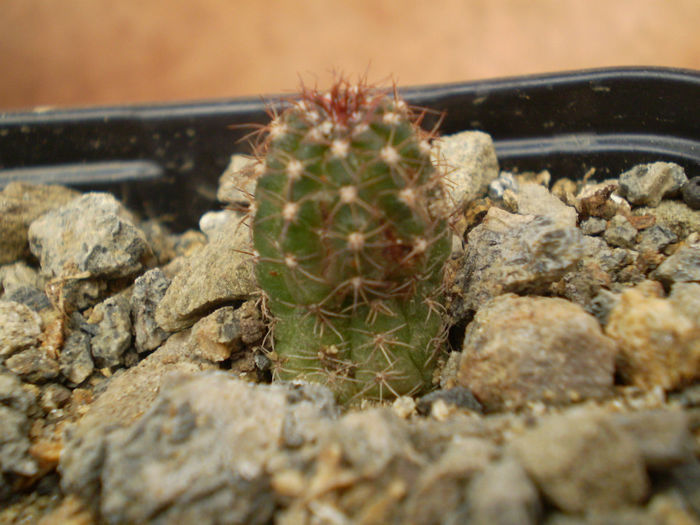 LOBIVIA ARACANTHA FL CARMIN - Lobivia 2013