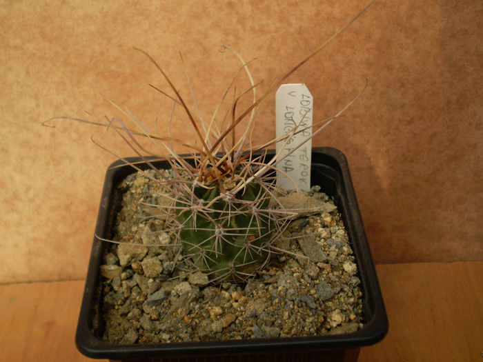 LOBIVIA FEROX V. LONGISPINA