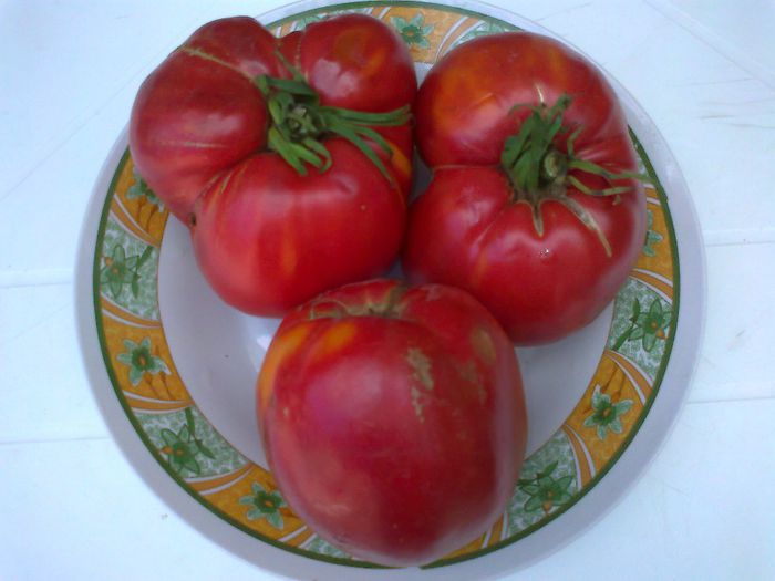 GIANT RED; GIANT RED
