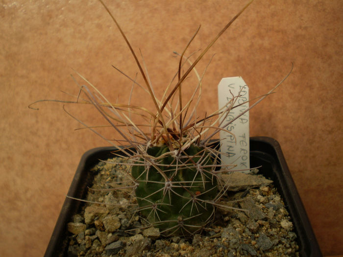 LOBIVIA FEROX V. LONGISPINA - Lobivia 2013