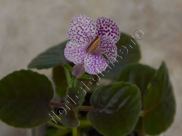 Sinningia Strossel - GLOXINIA _ SINNINGIA__NEWS 2013