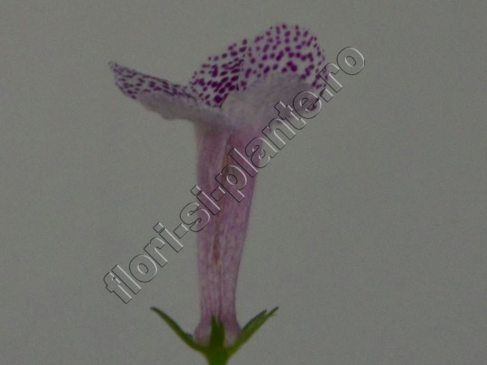 Sinningia Strossel - GLOXINIA _ SINNINGIA__NEWS 2013