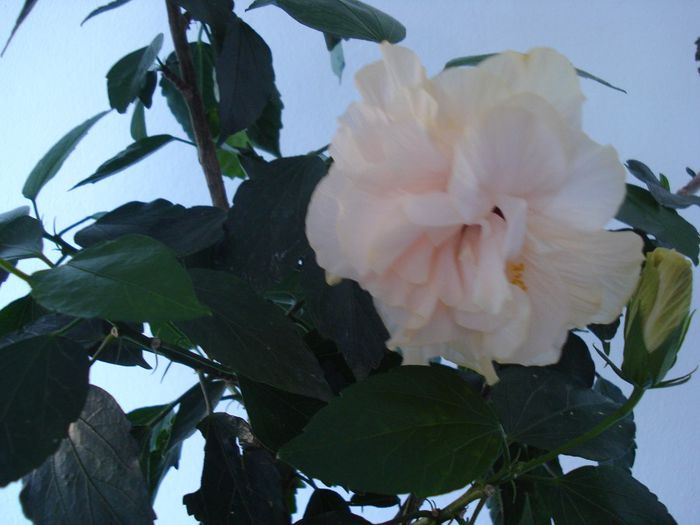 DSC09475