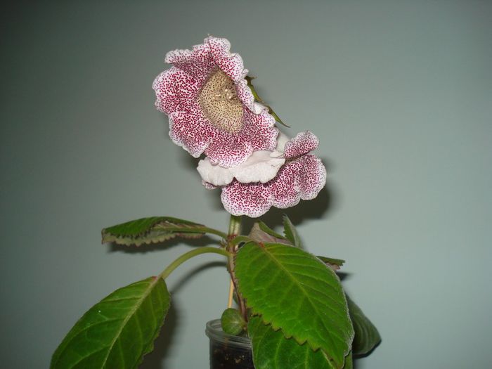 DSC09509 - GLOXINIA  2013