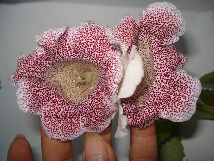 DSC09519 - GLOXINIA  2013