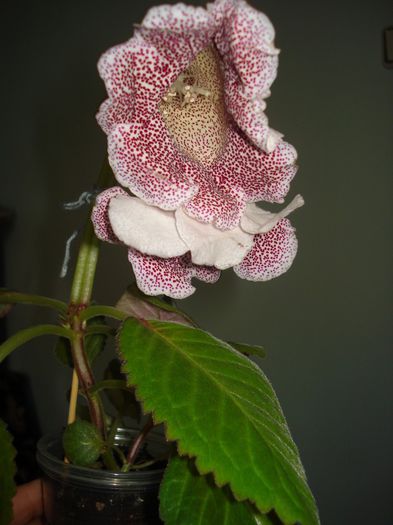 DSC09520 - GLOXINIA  2013