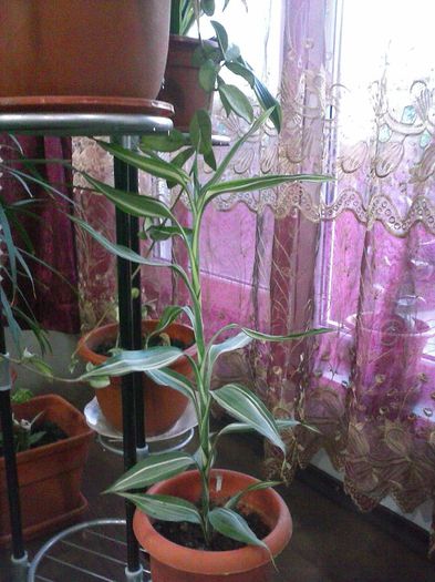 Dracaena