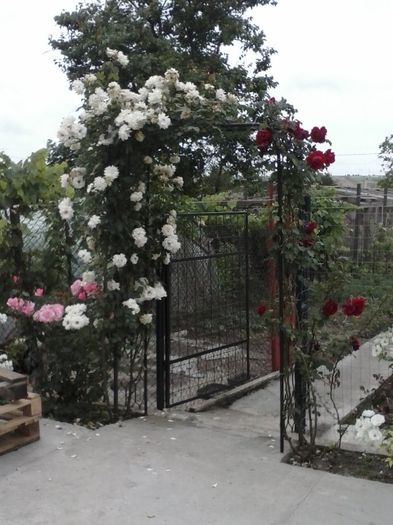 CAM00132 - Trandafiri gradina