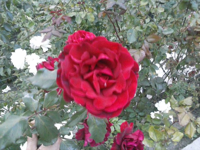Rosu Catarator - Trandafiri gradina