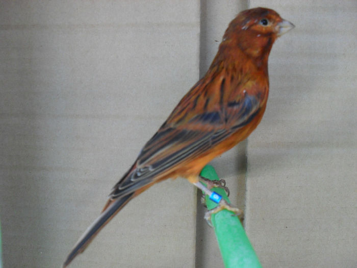 SDC16785 - Matca canari 2014