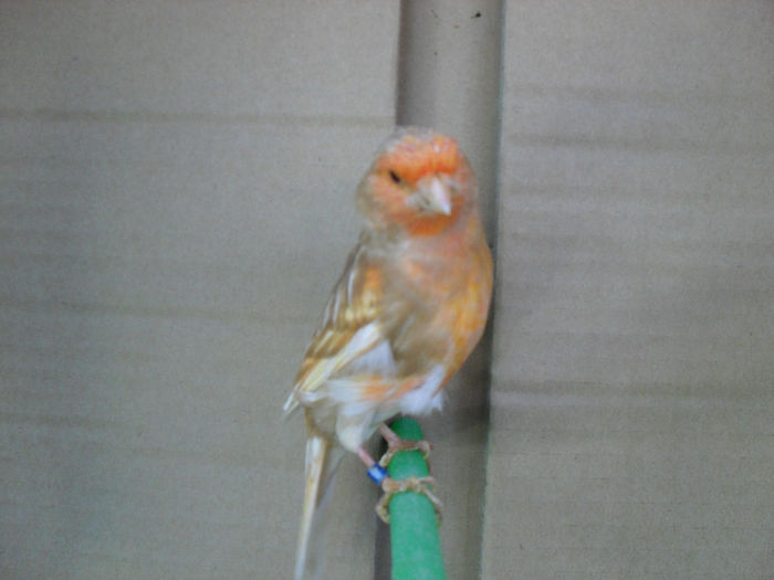 SDC16822 - Matca canari 2014