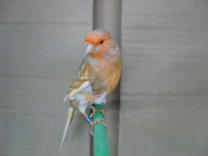 SDC16823 - Matca canari 2014