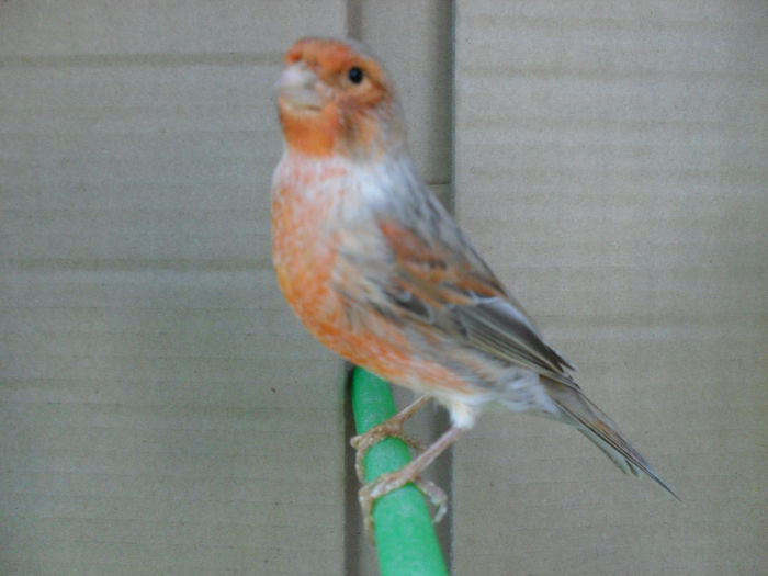 SDC16836 - Matca canari 2014