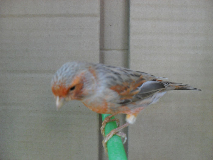 SDC16838 - Matca canari 2014