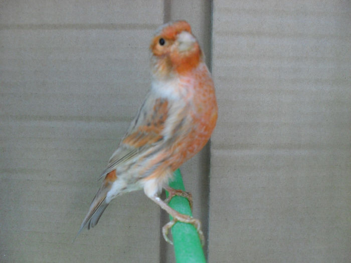 SDC16840 - Matca canari 2014