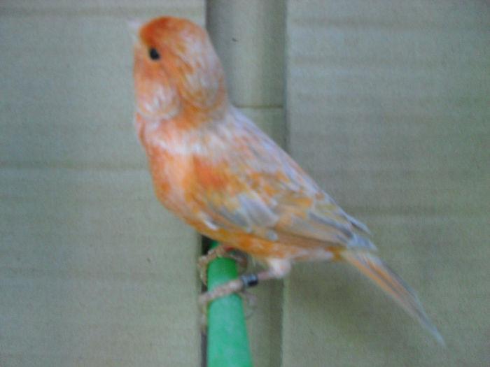 SDC16842 - Matca canari 2014