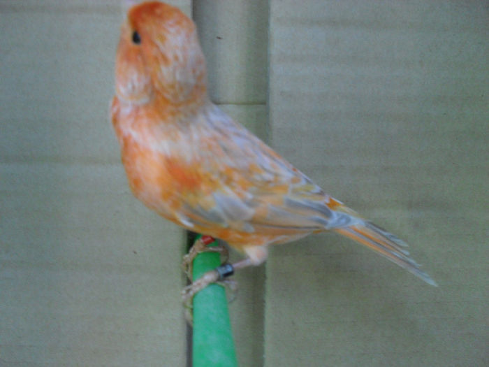 SDC16843 - Matca canari 2014