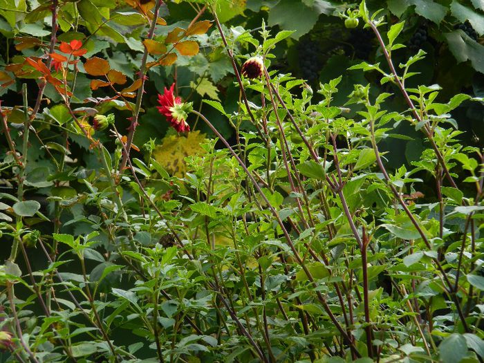 DSCN2768 multi bobocei de gheorghina - SFARSITUL LUNII SEPTEMBRIE 2013