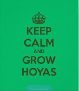 poster - 0 colectie hoya 2013