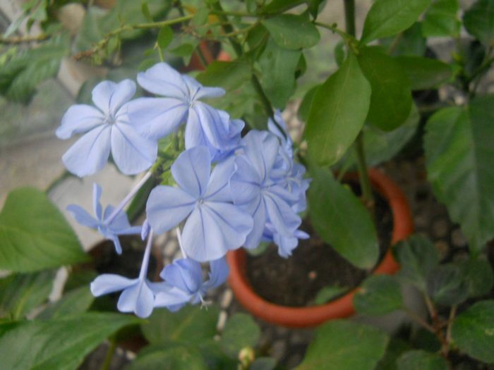 PLUMBAGO