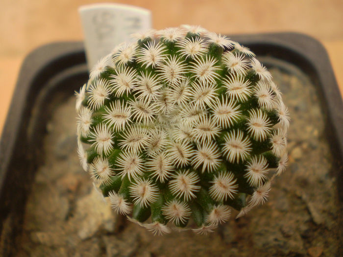 MAMMILLARIA SOLISIOIDES - Mamm 2013