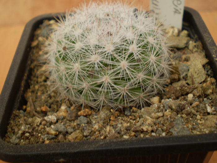 MAMMILLARIA CANDIDA - Mamm 2013