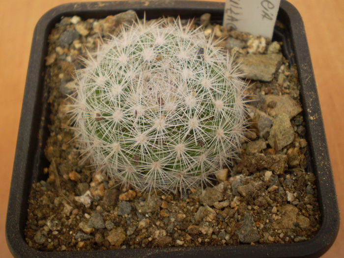 MAMMILLARIA CANDIDA