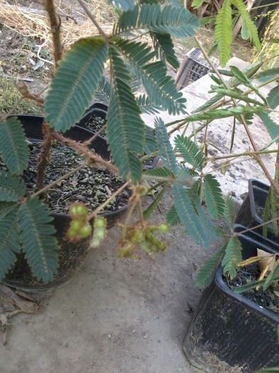 2013-09-26 18.05.21 - Mimosa Pudica