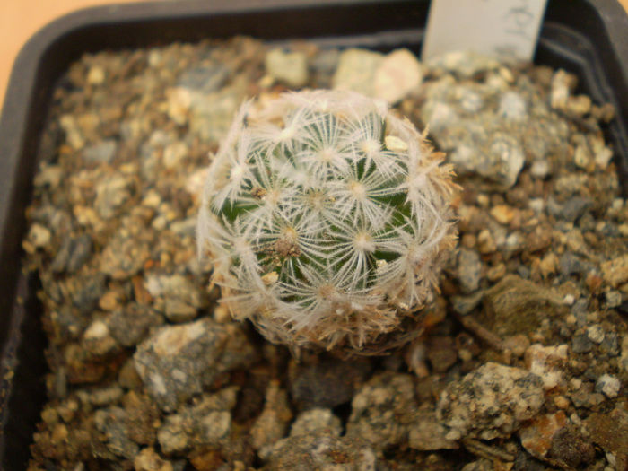 MAMMILLARIA DUWEI - Mamm 2013