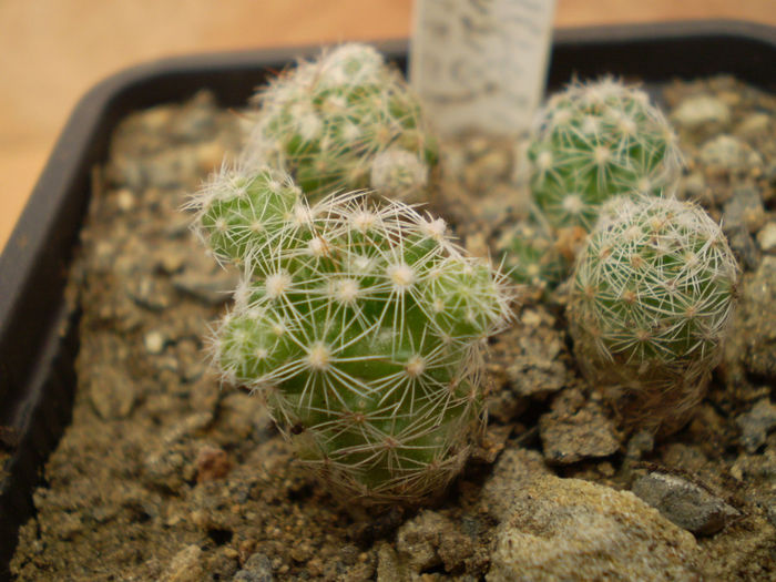 MAMMILLARIA GRACILIS V PHAIFERA - Mamm 2013