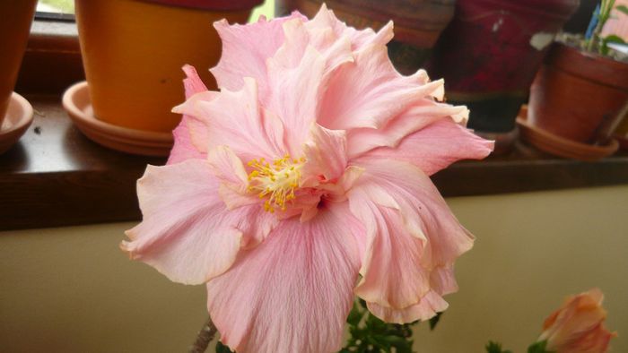 Picture 2468 - x 2013 hibiscus rosa sinesis 3