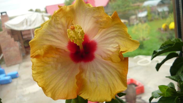 surf - x 2013 hibiscus rosa sinesis 3