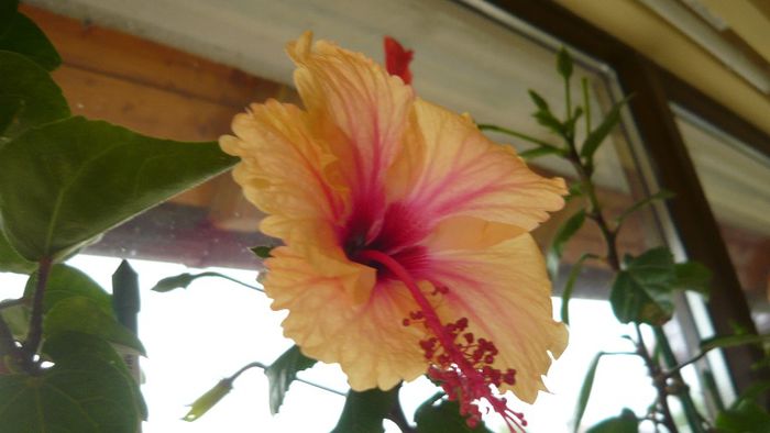 Picture 2474 - x 2013 hibiscus rosa sinesis 3