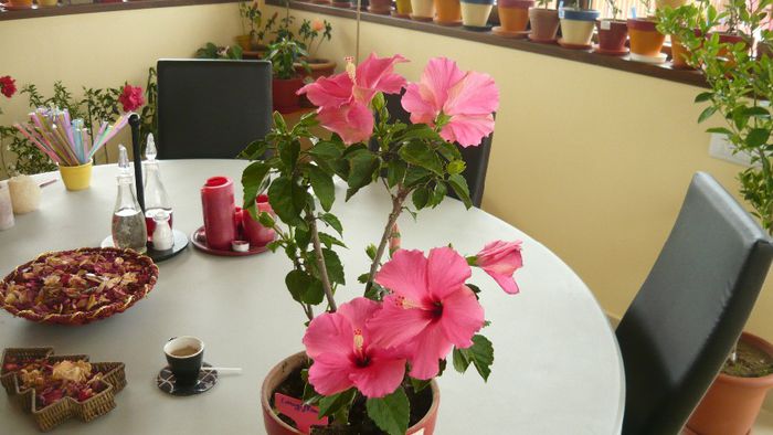 longiflora adonicus