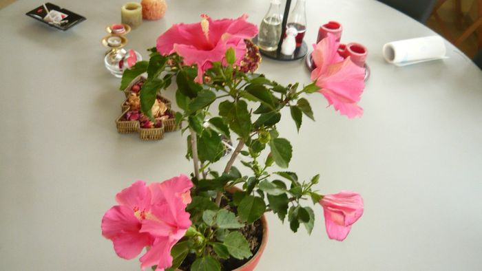 Picture 2477 - x 2013 hibiscus rosa sinesis 3