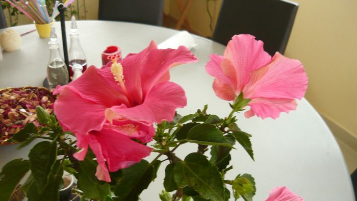 Picture 2478 - x 2013 hibiscus rosa sinesis 3