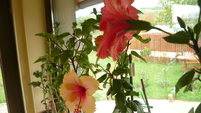 Picture 2481 - x 2013 hibiscus rosa sinesis 3