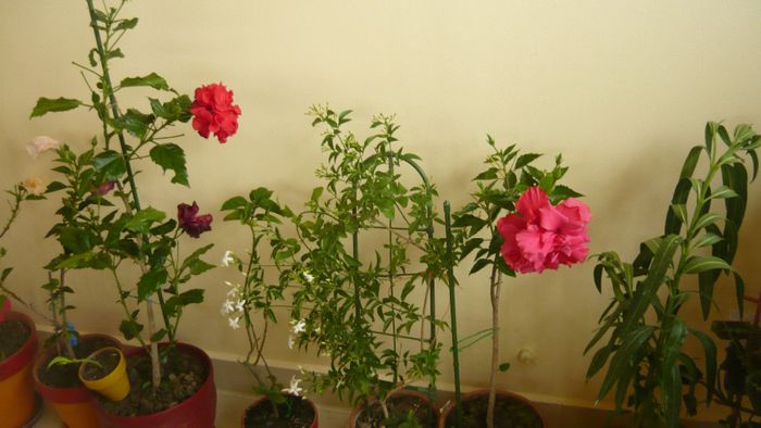 Picture 2488 - x 2013 hibiscus rosa sinesis 3