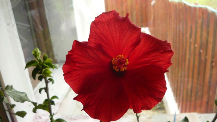 Picture 2490 - x 2013 hibiscus rosa sinesis 3