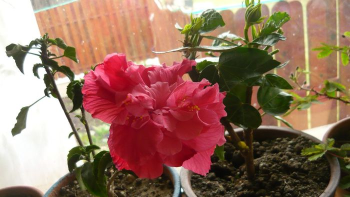 Picture 2491 - x 2013 hibiscus rosa sinesis 3