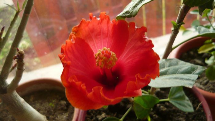 passion - x 2013 hibiscus rosa sinesis 3