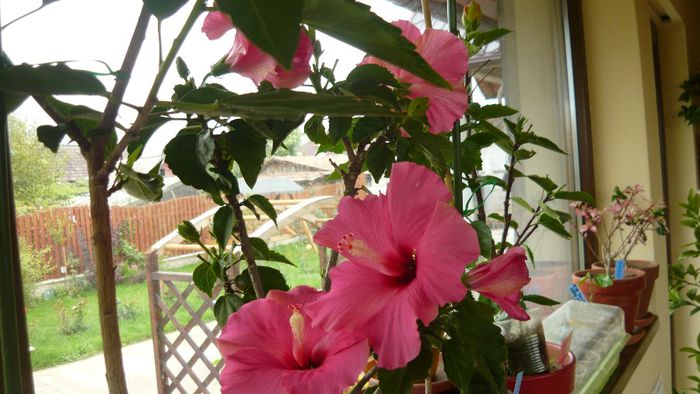 Picture 2501 - x 2013 hibiscus rosa sinesis 3