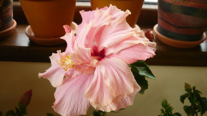 Picture 2502 - x 2013 hibiscus rosa sinesis 3