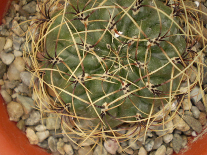 MATUCANA AUREIFLORA - Matucana 2013