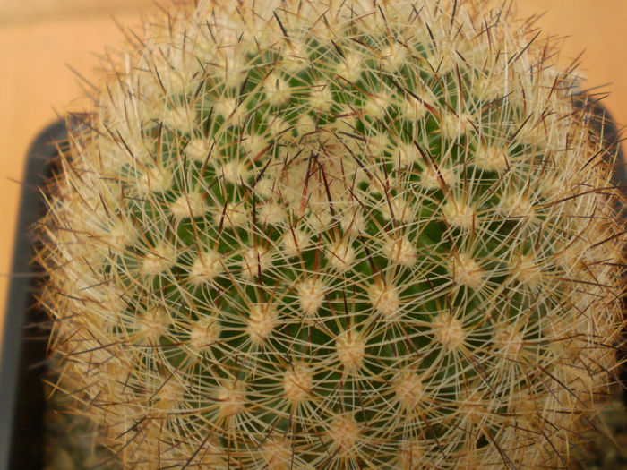 MATUCANA COMACEPHALA - Matucana 2013