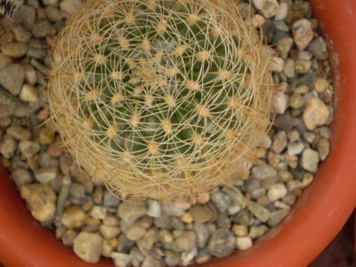 MATUCANA HAYNEI