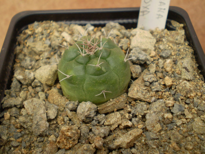 MATUCANA OREODOXA